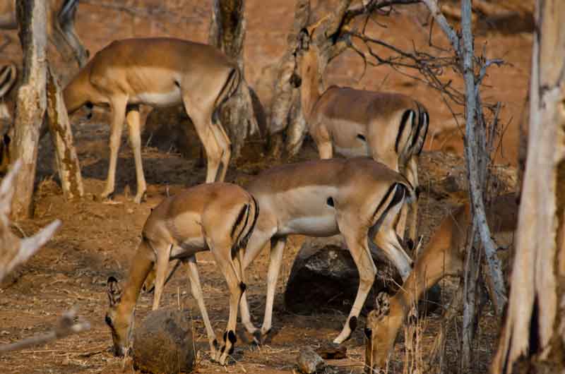 83 - Botswana - antilopes Impala - parque nacional de Chobe